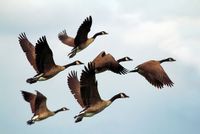 geese-1990202__340