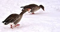 geese-3163395__340