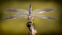 dragonfly-3456317__340