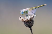 early-heath-dragonfly-2186186__340