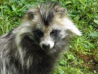 raccoon-dog-54750__340