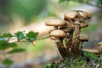 mushrooms-548360__340