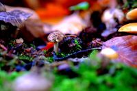 mushroom-2834325__340