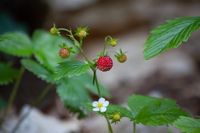 wild-strawberry-3480758__340