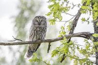 ural-owl-4808774__340