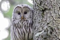 ural-owl-4813502__340