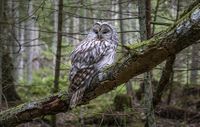 ural-owl-4831434__340