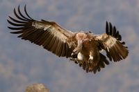 vulture-1209813__340